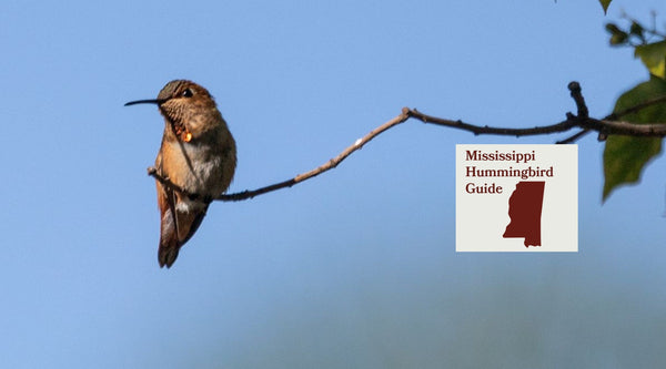 How to Attract Hummingbirds in Mississippi: A Backyard Sanctuary Guide
