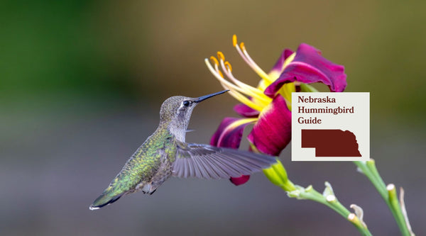 How to Attract Hummingbirds in Nebraska: A Backyard Sanctuary Guide