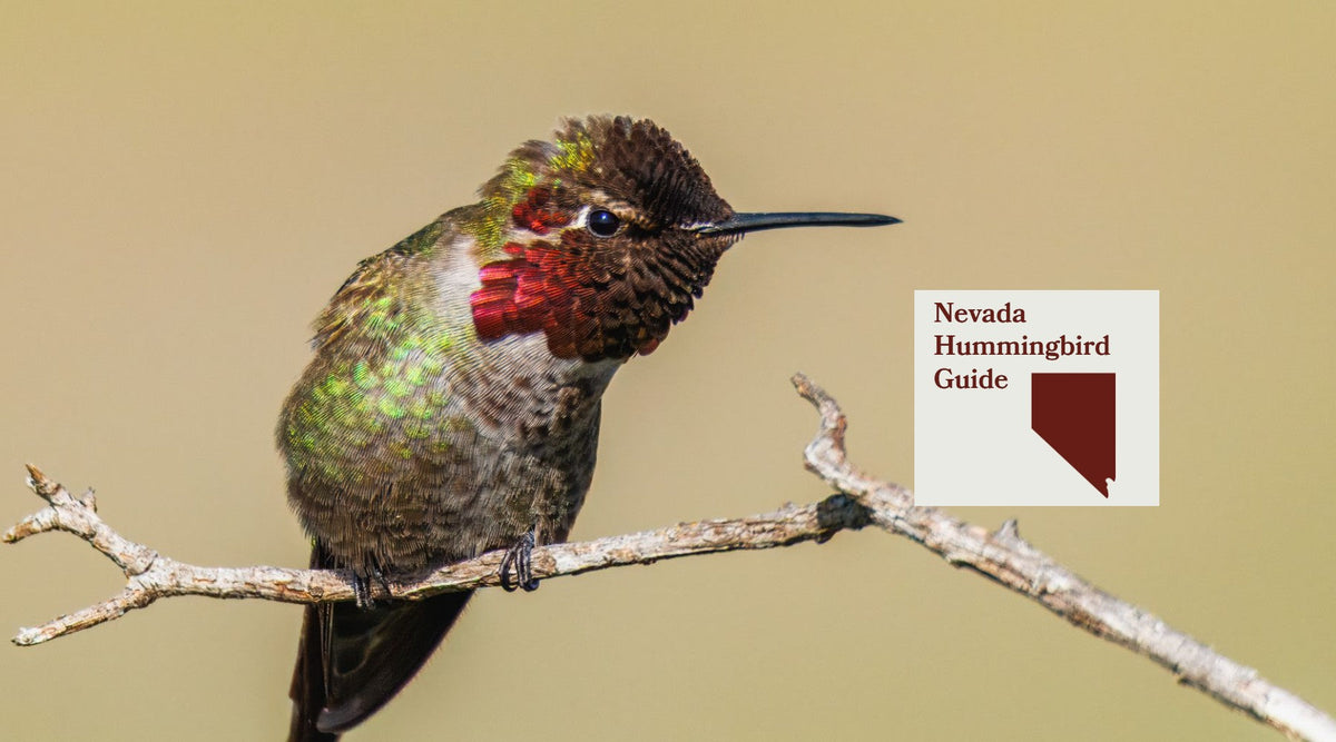 How to Attract Hummingbirds in Nevada: A Backyard Sanctuary Guide