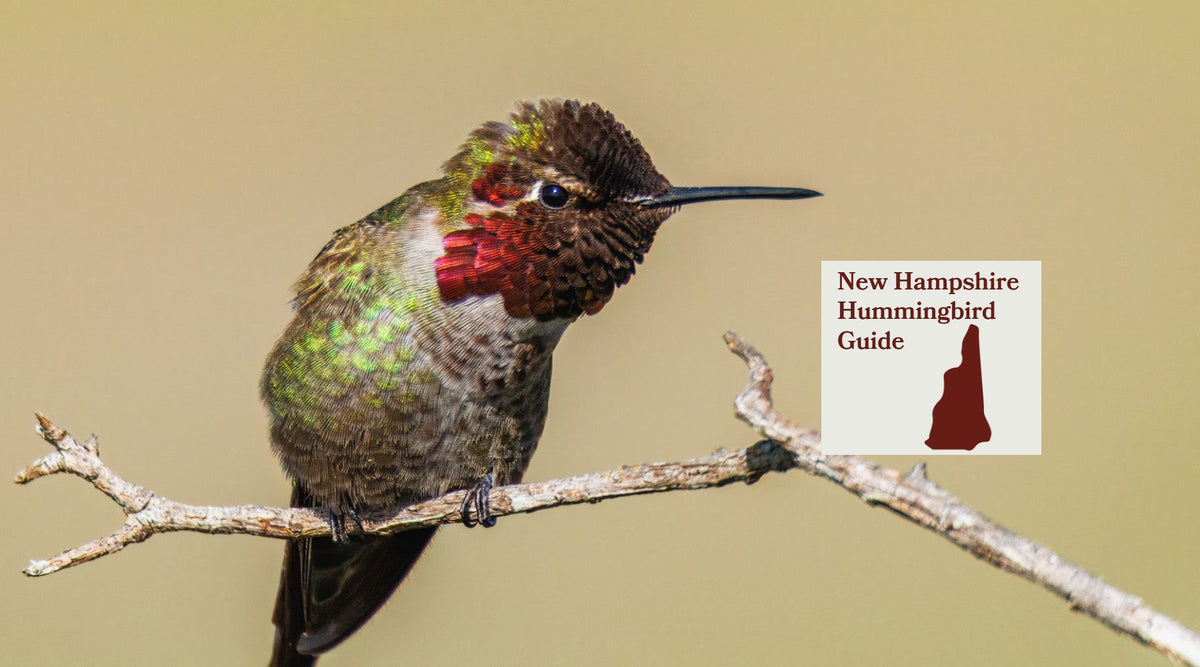 How to Attract Hummingbirds in New Hampshire: A Backyard Sanctuary Guide
