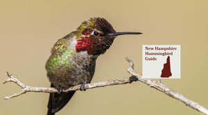 How to Attract Hummingbirds in New Hampshire: A Backyard Sanctuary Guide