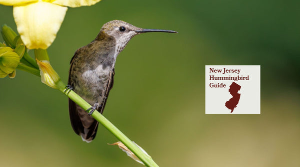 How to Attract Hummingbirds in New Jersey: A Backyard Sanctuary Guide