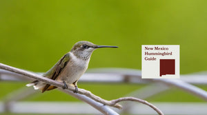 How to Attract Hummingbirds in New Mexico: A Backyard Sanctuary Guide