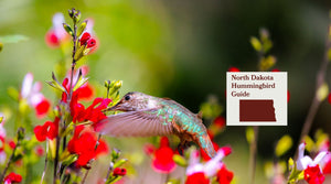 How to Attract Hummingbirds in North Dakota: A Backyard Sanctuary Guide