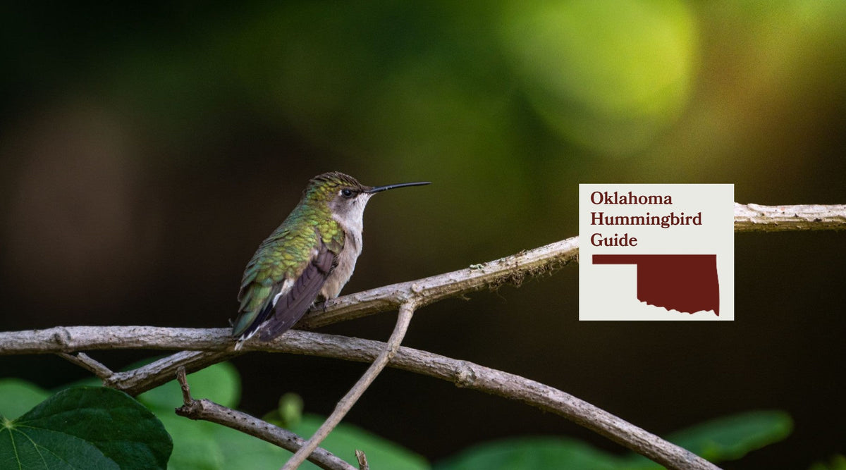 How to Attract Hummingbirds in Oklahoma: A Backyard Sanctuary Guide