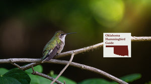 How to Attract Hummingbirds in Oklahoma: A Backyard Sanctuary Guide