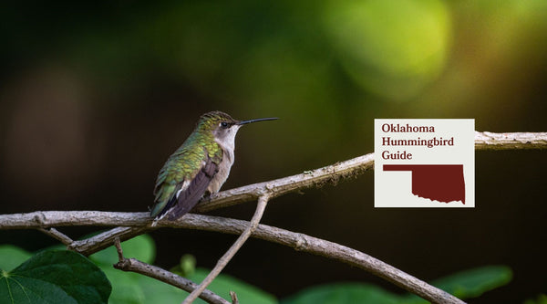 How to Attract Hummingbirds in Oklahoma: A Backyard Sanctuary Guide