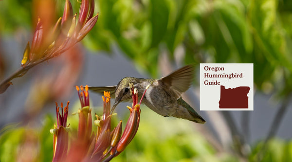 How to Attract Hummingbirds in Oregon: A Backyard Sanctuary Guide