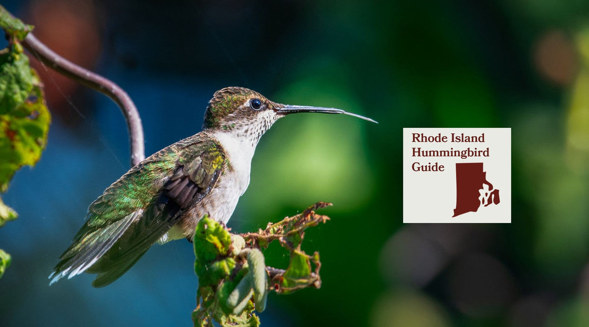 How to Attract Hummingbirds in Rhode Island: A Backyard Sanctuary Guide