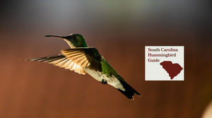 How to Attract Hummingbirds in South Carolina: A Backyard Sanctuary Guide