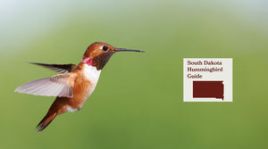 How to Attract Hummingbirds in South Dakota: A Backyard Sanctuary Guide