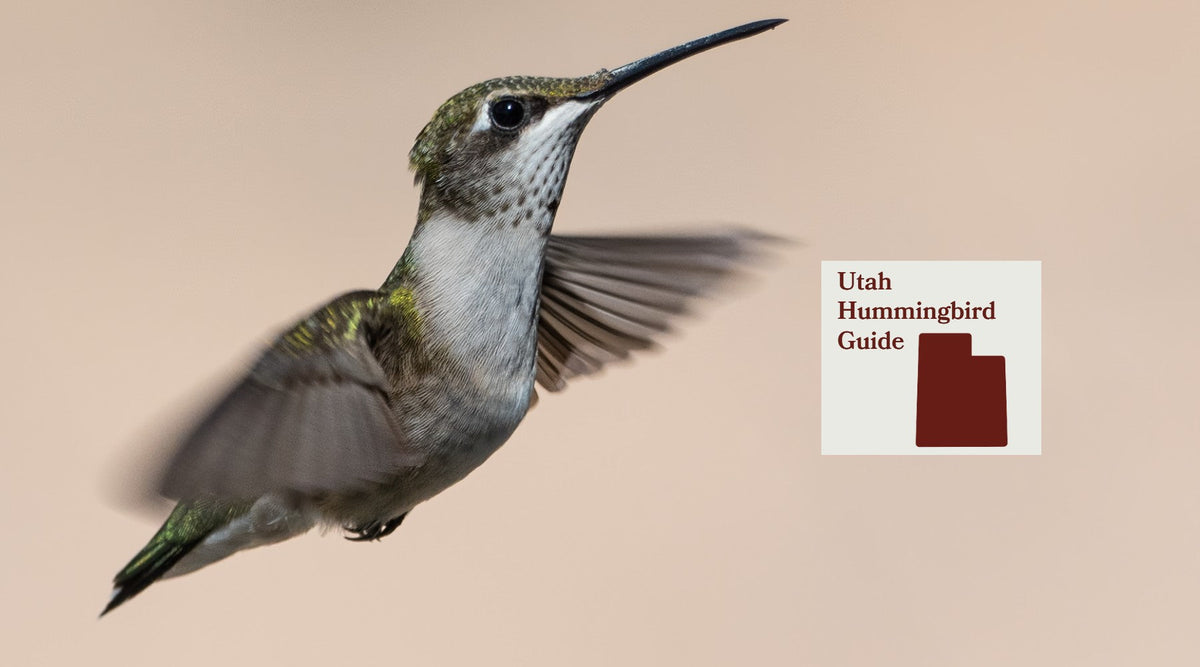 How to Attract Hummingbirds in Utah: A Backyard Sanctuary Guide