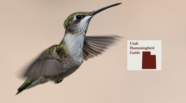 How to Attract Hummingbirds in Utah: A Backyard Sanctuary Guide