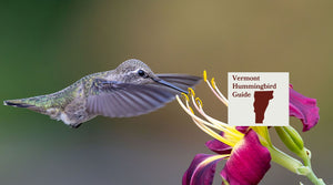 How to Attract Hummingbirds in Vermont: A Backyard Sanctuary Guide
