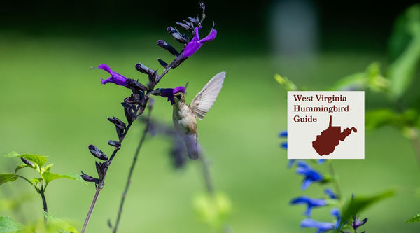 How to Attract Hummingbirds in West Virginia: A Backyard Sanctuary Guide