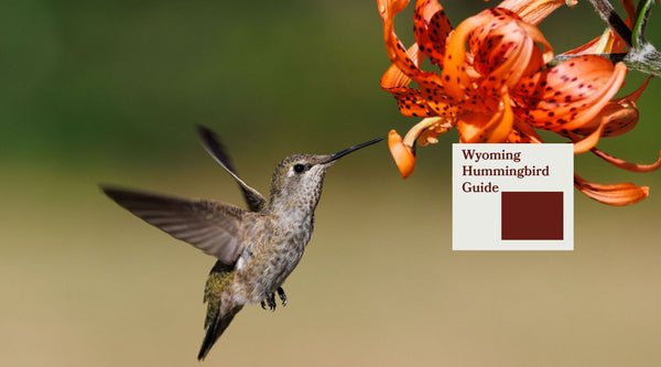 How to Attract Hummingbirds in Wyoming: A Backyard Sanctuary Guide