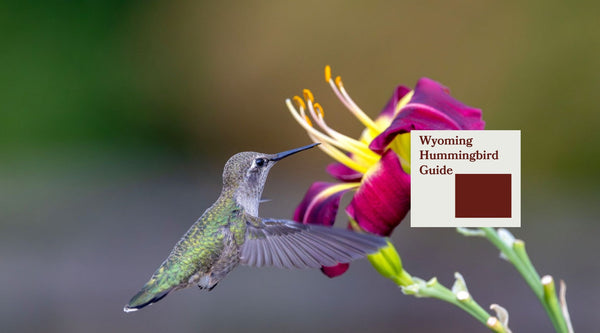 How to Attract Hummingbirds in Wyoming: A Backyard Sanctuary Guide
