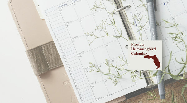 Florida Hummingbird Season: A Month-by-Month Calendar