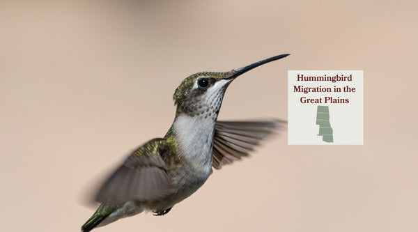 Hummingbird Migration in the Great Plains: Where the Eastern Hummingbird Runs Out of Trees