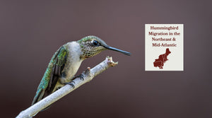 Hummingbird Migration in the Northeast & Mid-Atlantic: When They Arrive, Where They're Headed, and How to Help