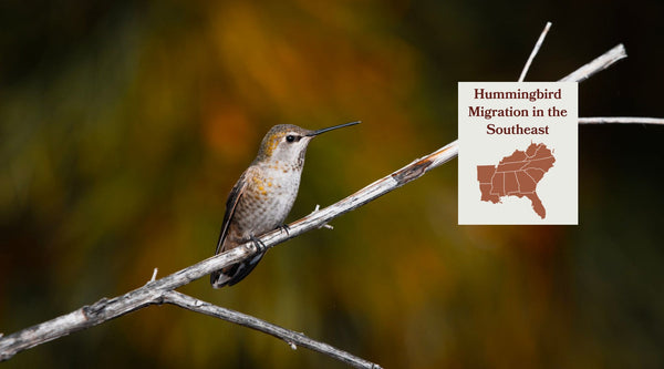 Hummingbird Migration in the Southeast: One Bird, and the Ones Moving In