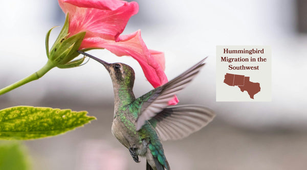 Hummingbird Migration in the Southwest: How Fifteen Species Share One Canyon