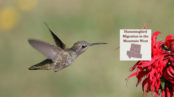 Hummingbird Migration in the Mountain West: Why July Changes Everything