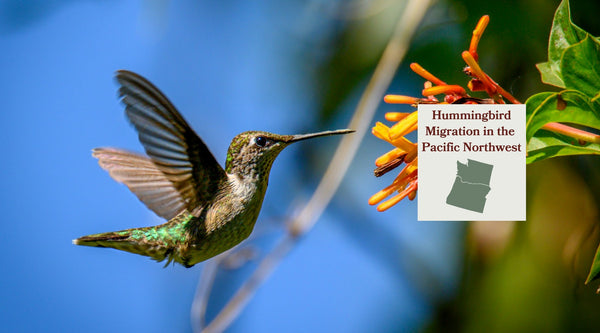 Hummingbird Migration in the Pacific Northwest: The Bird That Stayed and the Bird That's Leaving