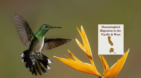 Hummingbird Migration in the Pacific & West: From the Crowded Coast to the Empty North