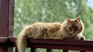 Cats and Hummingbirds: What We've Learned Keeping Both Safe in Our Own Yard