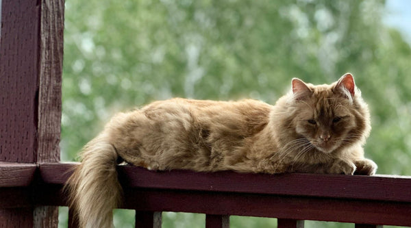 Cats and Hummingbirds: What We've Learned Keeping Both Safe in Our Own Yard