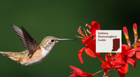 How to Attract Hummingbirds in Indiana: A Backyard Sanctuary Guide
