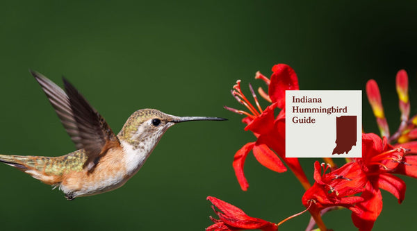 How to Attract Hummingbirds in Indiana: A Backyard Sanctuary Guide