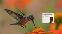 Hummingbirds in Illinois: The Complete Species Guide