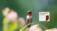 Hummingbirds in Indiana: The Complete Species Guide