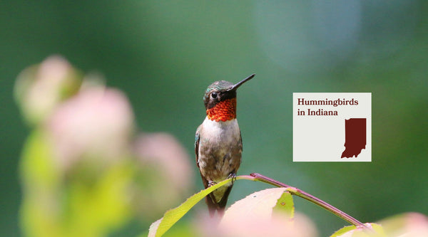 Hummingbirds in Indiana: The Complete Species Guide