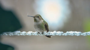 Winter Hummingbird Feeder Care: How to Keep Nectar From Freezing