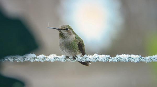 Winter Hummingbird Feeder Care: How to Keep Nectar From Freezing