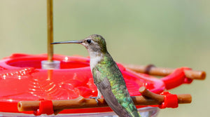 Hummingbirds Not Using Your New Feeder? Here's Why