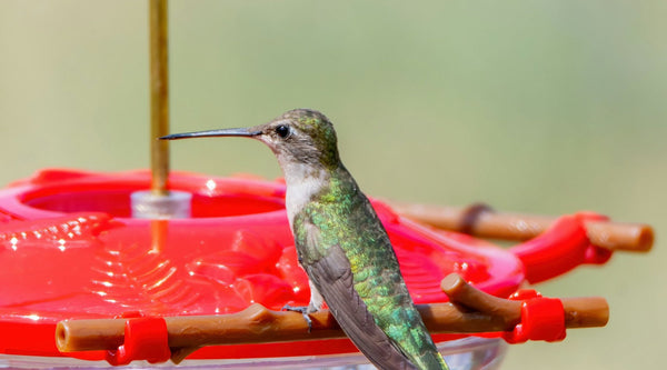 Hummingbirds Not Using Your New Feeder? Here's Why
