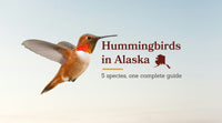 Hummingbirds in Alaska: The Complete Guide to All 5 Species