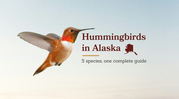 Hummingbirds in Alaska: The Complete Guide to All 5 Species