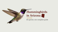 Hummingbirds in Arizona: The Complete Species Guide