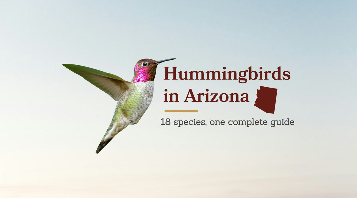 Hummingbirds in Arizona: The Complete Species Guide