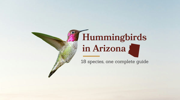 Hummingbirds in Arizona: The Complete Species Guide