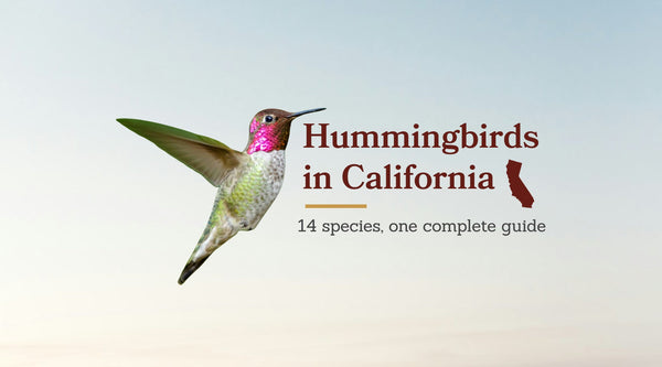 Types of Hummingbirds in California: The Complete 14-Species Guide