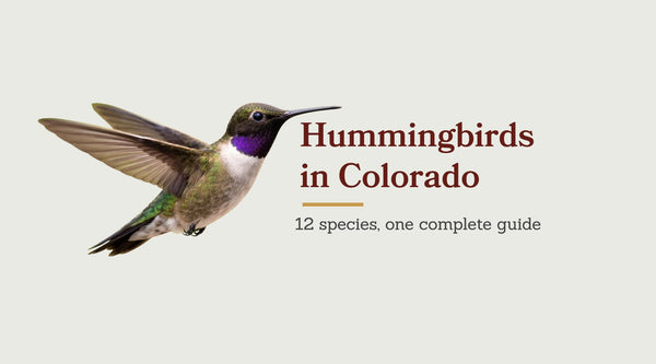 Types of Hummingbirds in Colorado: The Complete 12-Species Guide