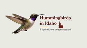 Hummingbirds in Idaho: The Complete Species Guide