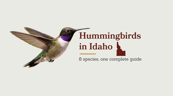 Hummingbirds in Idaho: The Complete Species Guide