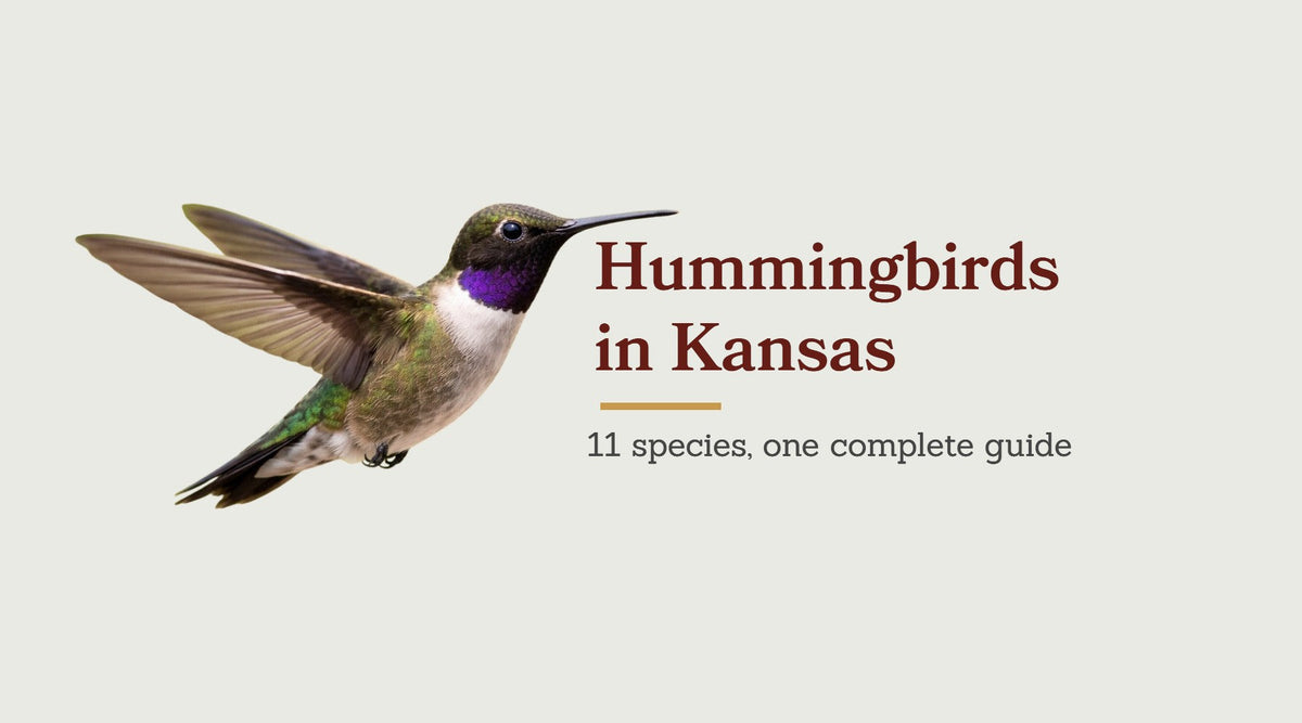 Hummingbirds in Kansas: The Complete Guide to All 11 Species
